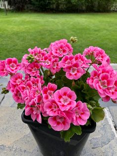 pink flowers in a black pot on a patio