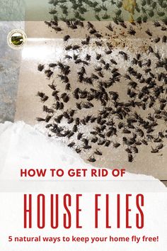 how to get rid of house flies in the winter and keep them out of the snow