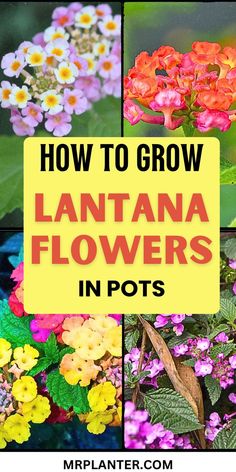 how to grow lantana flowers in pots with text overlay that reads, how to grow lantana flowers in pots