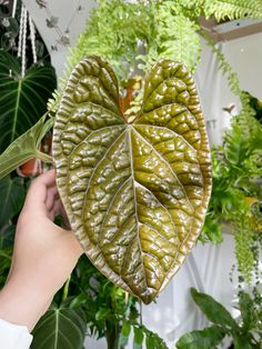 a person holding up a large leaf shaped plant in front of some green leaves and plants