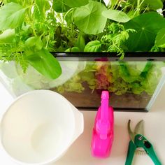 gardening tools are sitting next to a window sill with plants growing in the windowsill