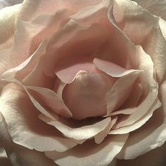 a large pink flower with white petals