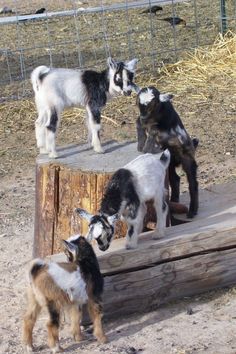 three baby goats standing on top of a wooden log