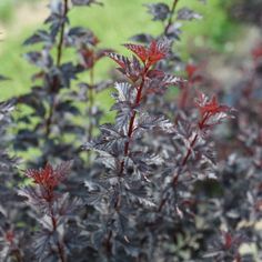 some very pretty red and black plants in the grass