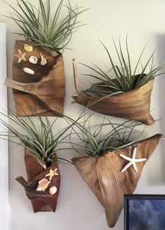 three air plants hanging on the wall with shells and starfishs in their pots