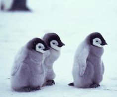 two little penguins standing next to each other in the snow