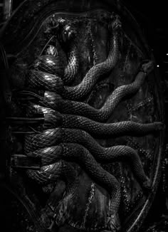 black and white photograph of snake skin on the back of a bicycle tire with other snakes around it