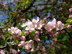 pink flowers are blooming on a tree branch