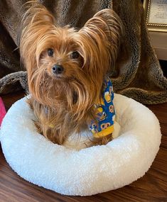 a small dog sitting on top of a pet bed