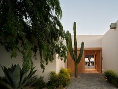 an entrance to a house with cactus plants in the foreground and trees on either side