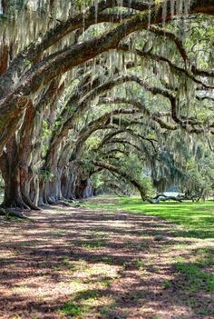 the trees are covered in spanish moss and hanging from the branches overhanging them