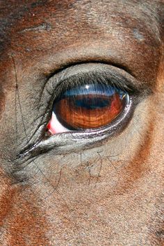 the eye of a horse with brown and black spots on it's irise