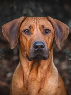 a brown dog looking at the camera with an intense look on it's face