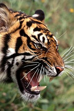 a close up of a tiger roaring with its mouth open