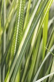 closeup of green grass in the sunlight