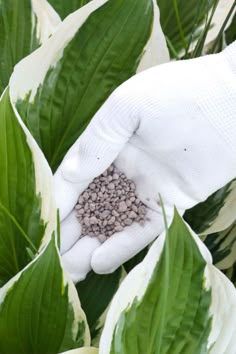 a person in white gloves holding up a pile of seeds on top of green leaves