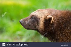 a brown bear looking at something in the distance with green grass behind it - stock image