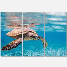 a green sea turtle swimming in the ocean with clear blue water and sunlight shining on it's surface