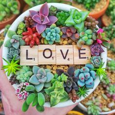 the word love spelled with wooden letters surrounded by succulents in a pot