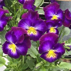 purple pansies with yellow centers in a pot