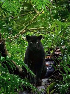 a black cat is sitting in the bushes