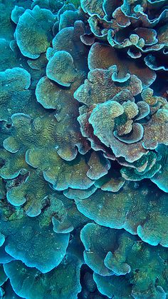 a close up view of some corals and algae on the ocean floor with blue water