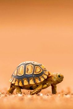 a small turtle is walking on the ground with its head turned to the side and it's back legs up