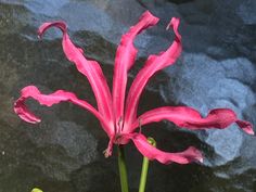 a pink flower with water in the background