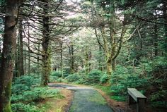 a path in the middle of a forest with trees on both sides and a bench at the end