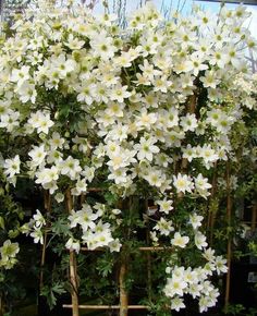 white flowers are growing in a potted plant