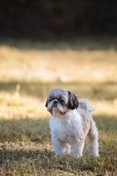 a small white and brown dog standing in the grass