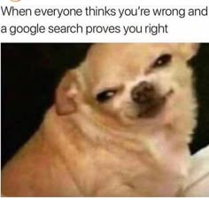 a dog is looking at the camera with caption that reads, when everyone thinks you're wrong and a google search proves