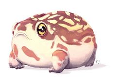 a brown and white frog sitting on the ground