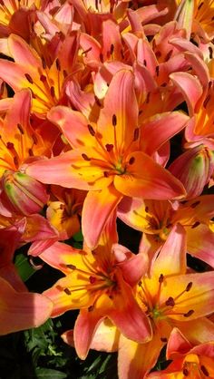 orange and yellow flowers are blooming in the sun