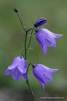 two purple flowers with water droplets on them