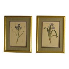 two framed paintings of flowers in gold frames on a white wall, one with purple and green flowers