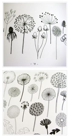 two pictures of dandelions in black and white, one is drawn on paper