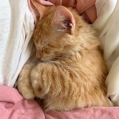 an orange cat laying on top of a bed next to a pink pillow and blanket