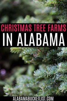 closeup of branches on a bare christmas tree at a christmas tree farm Alabama Bucket List, Alabama Christmas, Christmas Tree Farms, The Perfect Christmas Tree, Perfect Christmas Tree, Family Christmas Tree, Travel Christmas, Usa Travel Guide, Trees Christmas