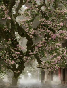 a large tree with pink flowers in the middle of a courtyard, surrounded by fog