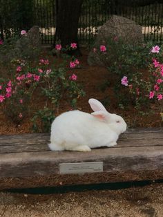 a white rabbit sitting on top of a wooden bench next to pink flowers and trees