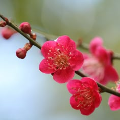 pink flowers are blooming on a tree branch