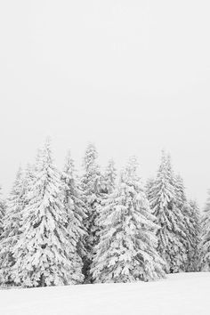 snow covered pine trees in the distance on a snowy day