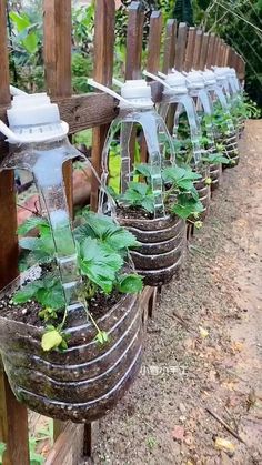 some plants are growing in buckets on the side of a wooden fence with water running down them