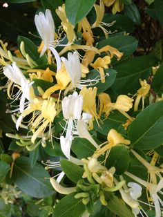 yellow and white flowers are blooming on the tree