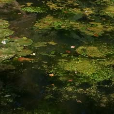 the water is full of lily pads and leaves