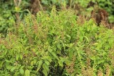 a bush with lots of green leaves and brown flowers in the foreground is an animal behind it