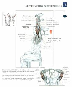 the back and shoulder muscles are shown in this manual for students to learn how to do exercises