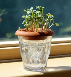 a potted plant sitting on top of a window sill