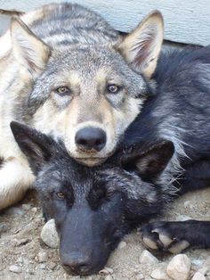 two gray wolfs laying next to each other on the ground with their heads together